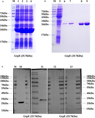 GrpE Immunization Protects Against Ureaplasma urealyticum Infection in BALB/C Mice